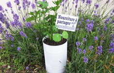 Nourriture Ã partager