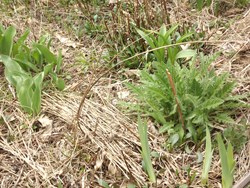 Paillage de tiges