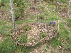 Paillage de feuilles, de tiges et de petits branchages