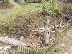 Paillage d'aiguilles de pin pour les hortensias